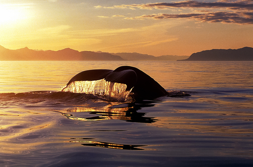 whale watching in Tromsø